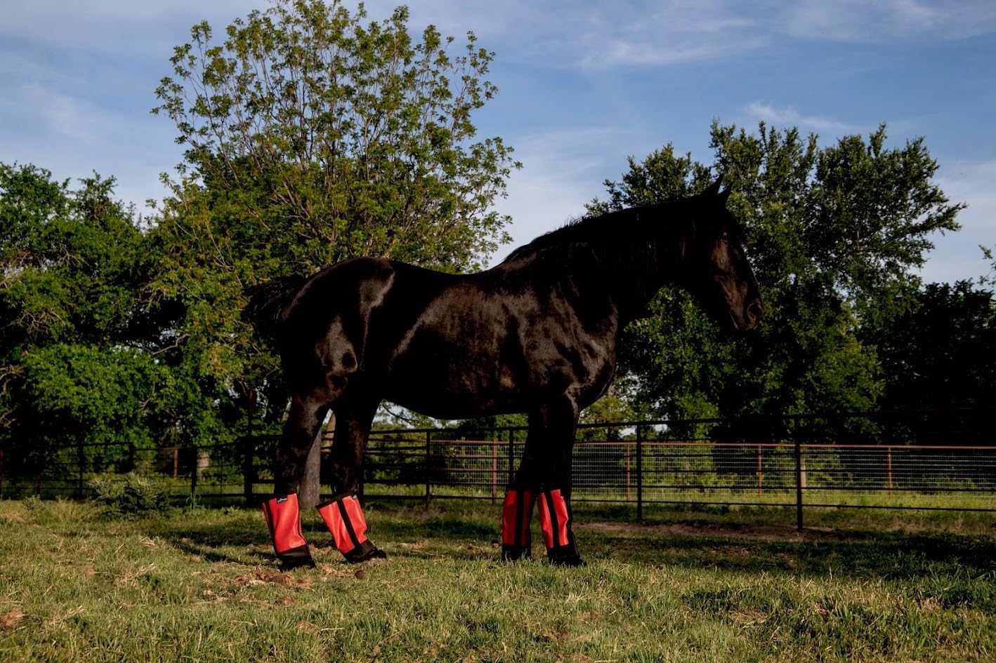Warrior Fly Boots for Horses - Breathable Mesh Horse Boots for Fly Protection & Leg Comfort - Set of 4 (Knight Warrior, Neon Pink)