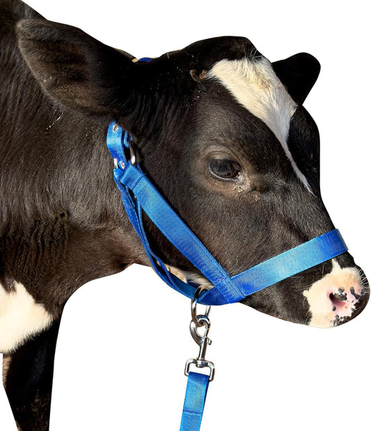 XUANNIAO Easily Adjustable Figure 8 Cow Halter, Double-Ply Premium Livestock Cattle Halters, Colorful Cow Utility Calf Halter with Leading Rope for Miniature Horse Donkey Goat Foal (Medium, Blue)