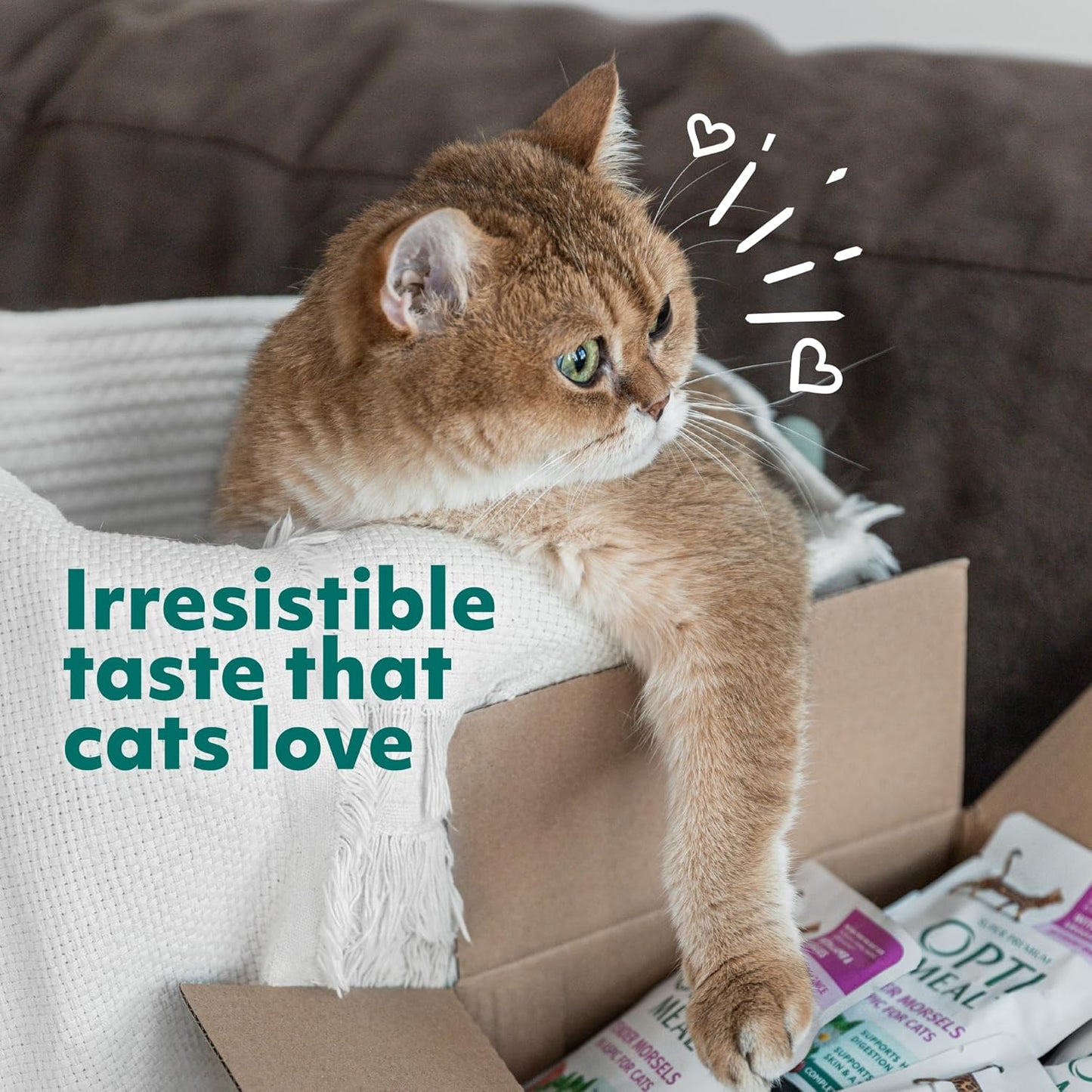 Optimeal Natural Dry Cat Food for Adult Cats - Proudly Ukrainian - Tasty and Nutritional Cat Food Dry Recipe with Immunity Support for Healthy Felines (3.3 lbs, Turkey & Barley)