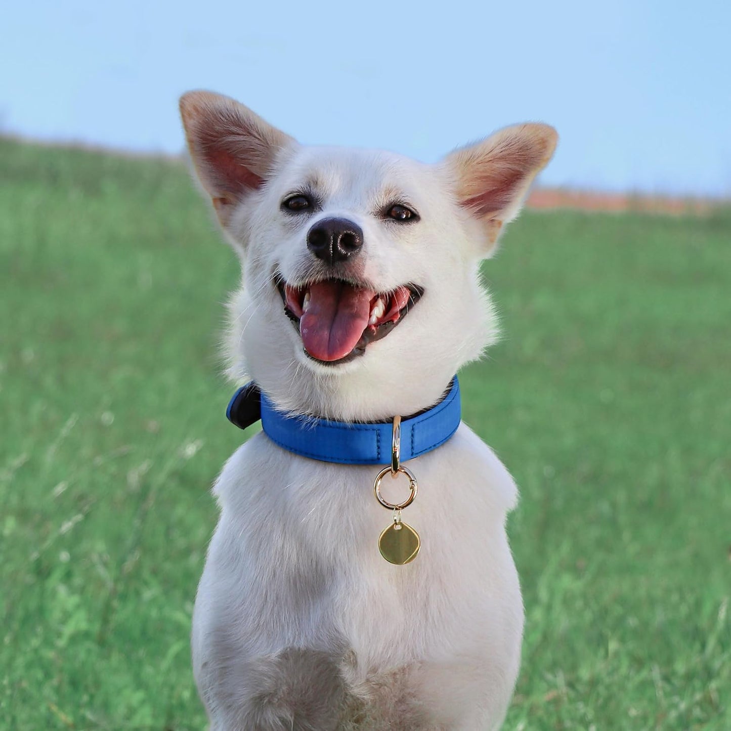 Didog Soft Padded Dog Collars for Medium Dogs, Lightweight and Breathable Dog Collar with Metal Buckle, Blue, L