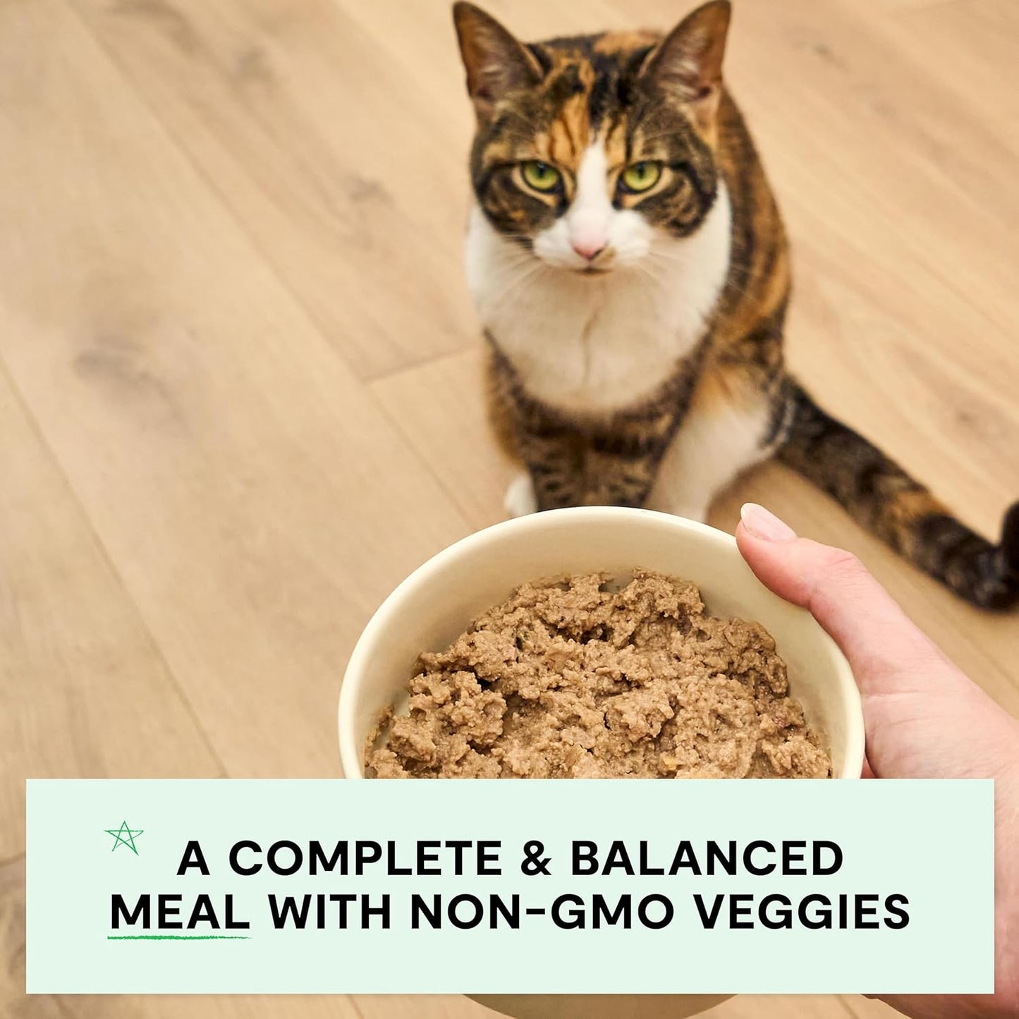 Open Farm Canned Cat Food, Paté for Complete & Balanced Nutrition, Grain-Free and Legume-Free Wet Cat Food, Salmon Recipe, 2.8oz Cans (Case of 18)