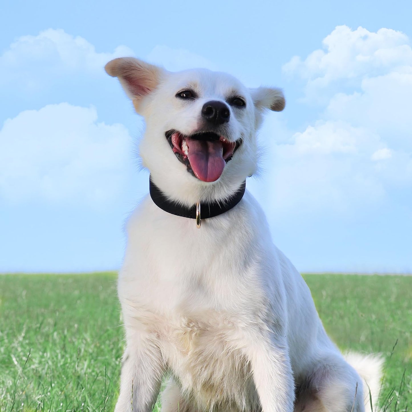 Didog Soft Padded Dog Collars for Small Dogs, Lightweight and Breathable Dog Collar with Metal Buckle for Puppy, Black, S