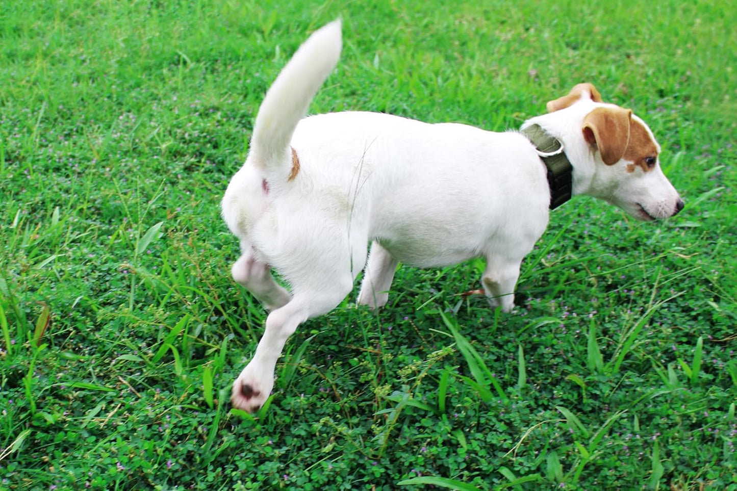 Mikivery Nylon Dog Collar with Quick Release Buckle Soft Adjustable Sturdy for Small Medium Large Dogs Military Green,L