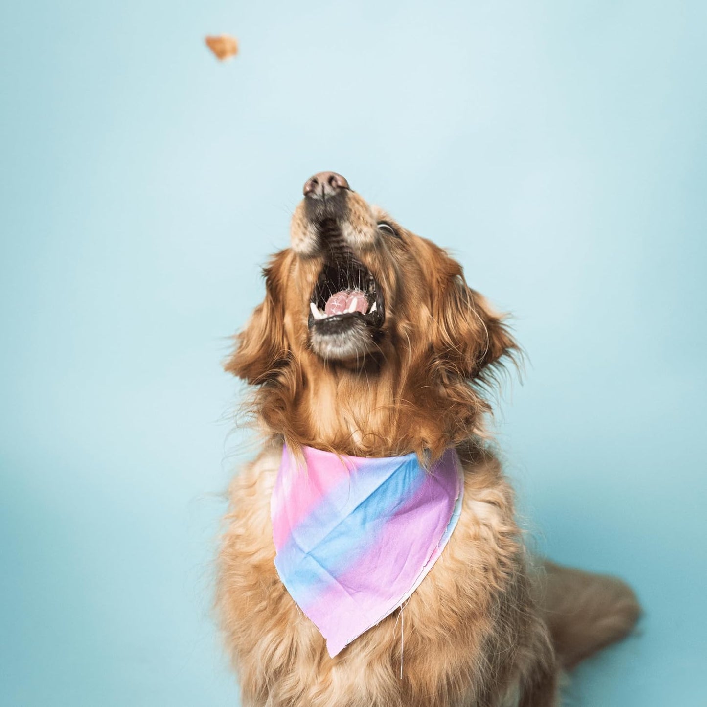 Bundle x Joy Leash & Load Dog Treats Beef Jerky Snack Bars, 16 oz Bag, Puppy Training Treats, Natural Superfood Grain Free Treat Made with Real Beef, Superfoods, Corn, Poultry & Soy Free