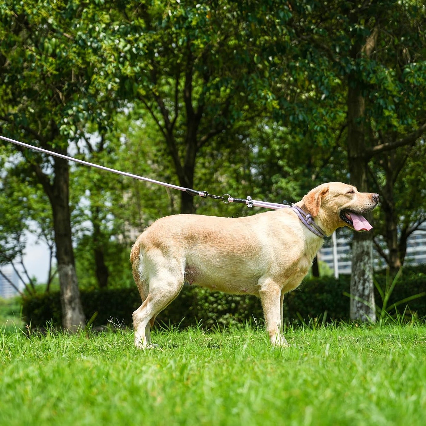 Rope Dog Leash, 4 ft Heavy Duty Dog Leash with Aviation Aluminum Auto Locking Carabiner, Strong Nylon Pet Lead for Small, Medium, Large Dogs (Rose Red, 4FT)