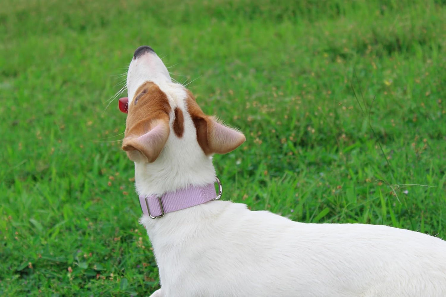 Mikivery Nylon Dog Collar with Quick Release Buckle Soft Adjustable Sturdy for Small Medium Large Dogs Violet,L