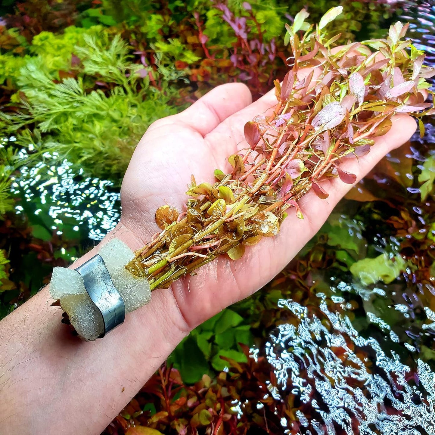 SubstrateSource Live Aquarium Red Stem Plants - Freshwater Aquatic Plant for Fish Tanks, Aquascaping - (Rotala Wallichii, 1 Bunch)